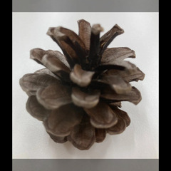 松ぼっくり、ホワイト松ぼっくり、リース、オーナメント、工作、テラリウム、インテリア、ミニしめ飾りなどに使える国産の天然素材の画像