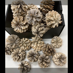 松ぼっくり、ホワイト松ぼっくり、リース、オーナメント、工作、テラリウム、インテリア、ミニしめ飾りなどに使える国産の天然素材の画像