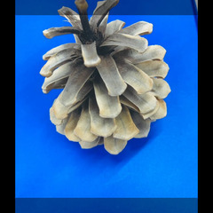 松ぼっくり、ホワイト松ぼっくり、リース、オーナメント、工作、テラリウム、インテリア、ミニしめ飾りなどに使える国産の天然素材の画像