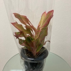 観葉植物　アグラオネマ　ピンクフォーチュンの画像