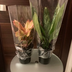 観葉植物　アグラオネマ　ピンクフォーチュンの画像