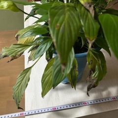 チェスト　NSアリス8580WHW：480383の画像