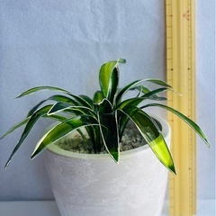 サンスベリアハニー ハンドメイドフラワーの画像