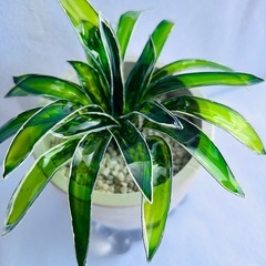 サンスベリアハニー ハンドメイドフラワーの画像