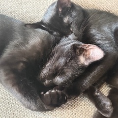 黒猫子猫 メス 4ヶ月 くうちゃん