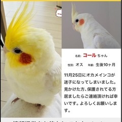オカメインコ探してます