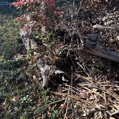 【薪用木材あります】約1mに伐採済みの画像