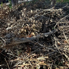 【薪用木材あります】約1mに伐採済みの画像