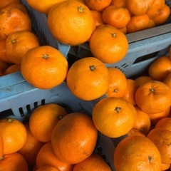 🍊🔥✨【緊急速報‼️訳あり有田みかん“400kg”爆買いしてきた!!】✨🔥🍊 の画像