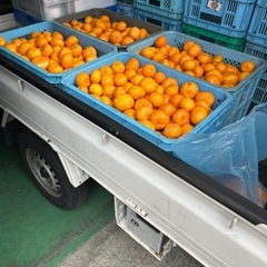 🍊🔥✨【緊急速報‼️訳あり有田みかん“400kg”爆買いしてきた!!】✨🔥🍊 の画像