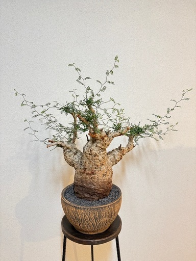 オペルクリカリアパキプス （現地球）