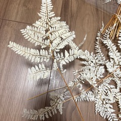 大地農園 ヒメワラビの画像