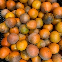 温室みかん　小原紅　訳あり　10kg  1500円の画像