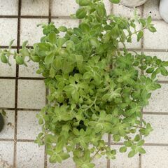 ①【無料】シルバーグラス　プレクトランサス　鉢植え　多肉植物の画像