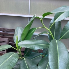 観葉植物　フィカス・エラスティカ・ソフィア（ゴムの木）　高さ100センチ程度の画像