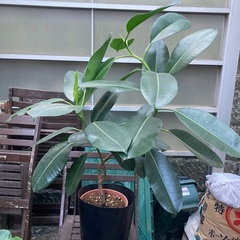 観葉植物　フィカス・エラスティカ・ソフィア（ゴムの木）　高さ100センチ程度の画像
