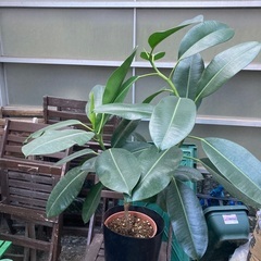 観葉植物　フィカス・エラスティカ・ソフィア（ゴムの木）　高さ100センチ程度の画像