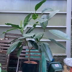 観葉植物　フィカス・エラスティカ・ソフィア（ゴムの木）　高さ100センチ程度の画像