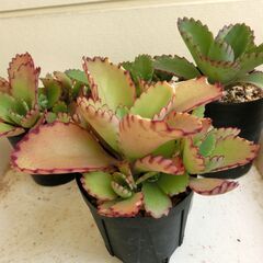 ⑨【無料】カランコエ子宝草4鉢　多肉植物の画像