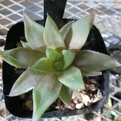 ⑪【無料】ハオルチアクーペリー？1株　多肉植物の画像