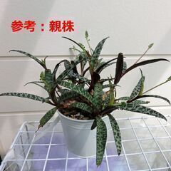 ⑬【無料】レデボウリアソシアリス　多肉植物の画像