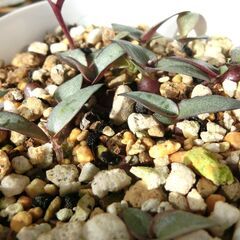 ⑬【無料】レデボウリアソシアリス　多肉植物の画像