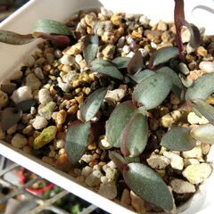 ⑬【無料】レデボウリアソシアリス　多肉植物の画像