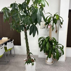 観葉植物の画像