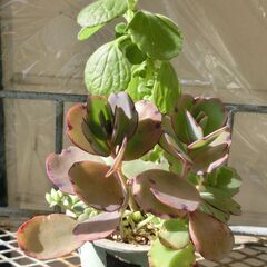 ⑭【無料】アロマティカス寄せ植え風　多肉植物の画像