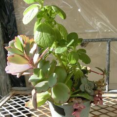 ⑭【無料】アロマティカス寄せ植え風　多肉植物の画像