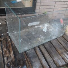 水槽、観賞魚、６０x３０x３８、熱帯魚の画像