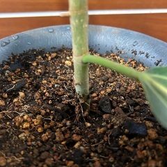 【観葉植物】フィカスの画像