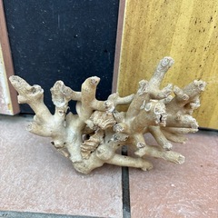 サンゴ2つせセットの画像