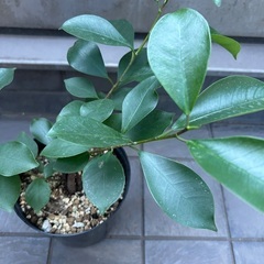 【観葉植物】ガジュマルの画像