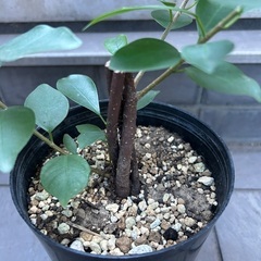 【観葉植物】ガジュマルの画像