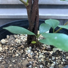 【観葉植物】ガジュマルの画像