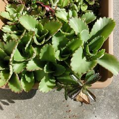 ⑧【無料】カランコエ不死鳥モンスト、子宝草他多肉植物の画像