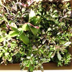 ⑧【無料】カランコエ不死鳥モンスト、子宝草他多肉植物の画像