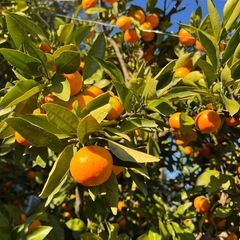 ゆら早生みかん ご家庭用  1kg400円 #22の画像