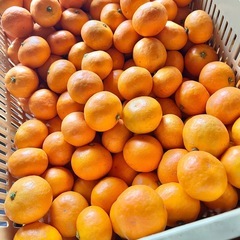 ゆら早生みかん ご家庭用  1kg400円 #22の画像