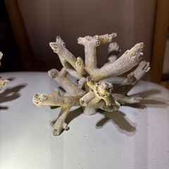 サンゴ2つせセットの画像