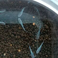 サファイアメダカ６匹の画像