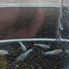 サファイアメダカ６匹の画像