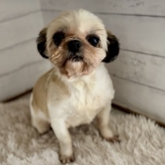 シーズー︎︎ ♀5歳