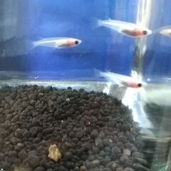 パンダメダカオス1、メス3の画像