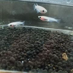 パンダメダカオス1、メス3の画像