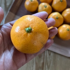 ⭕️愛媛みかん🍊小玉10個セット★有料品お引き取りの場合は無料🍊の画像