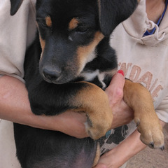 4カ月位の子犬の里親さん募集（代理投稿）
