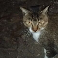 岡崎市洞町の野良猫を探してます  