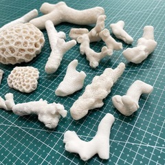 ① 珊瑚 サンゴ　の画像